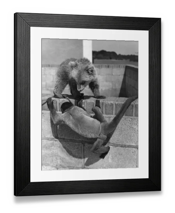 Framed Print : Playtime At The Zoo Framed Print : Playtime At The Zoo