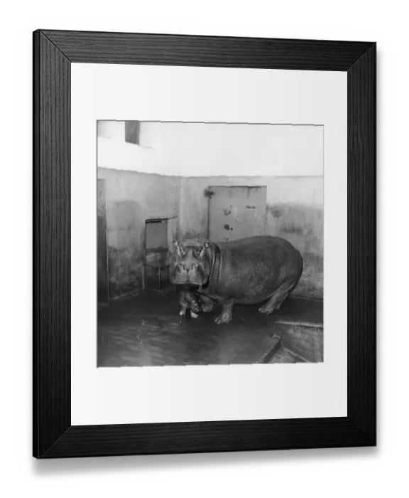 Framed Print : Baby Hippo Framed Print : Baby Hippo