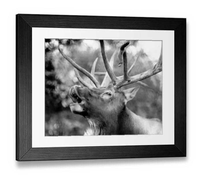 Framed Print : Rutting Season