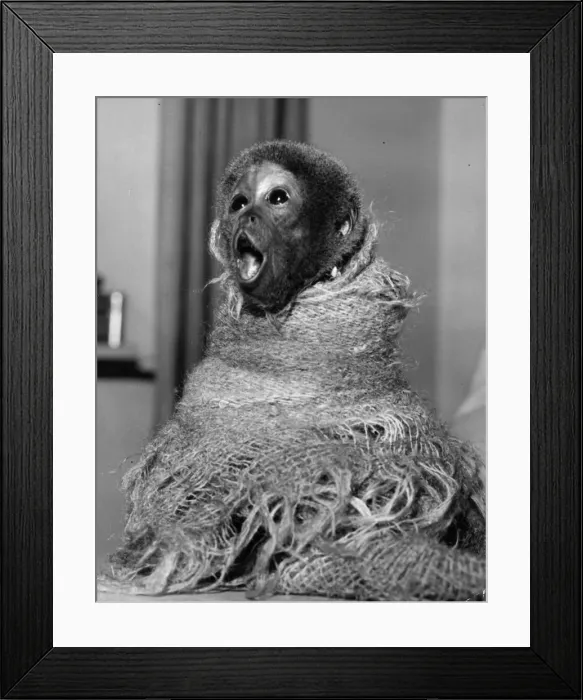 Framed Print : Woolly Monkey Framed Print : Woolly Monkey