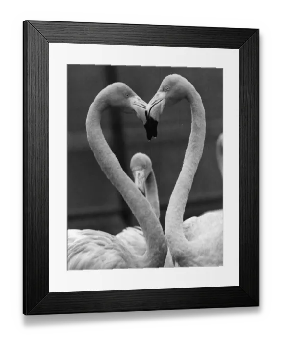 Framed Print : A pair of Rosy flamingoes with their heads together in the shape of heart at Chessington Framed Print : A pair of Rosy flamingoes with their heads together in the shape of heart at Chessington