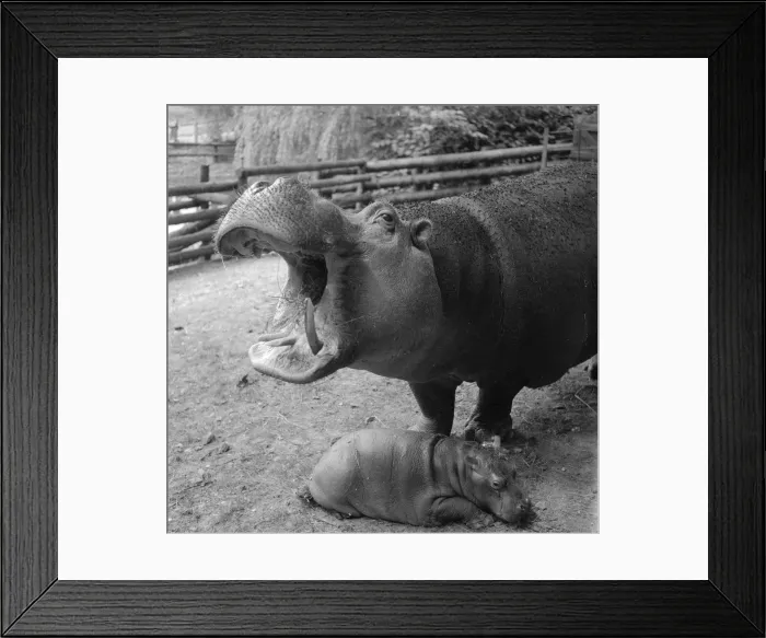 Framed Print : Thick-Skinned Framed Print : Thick-Skinned