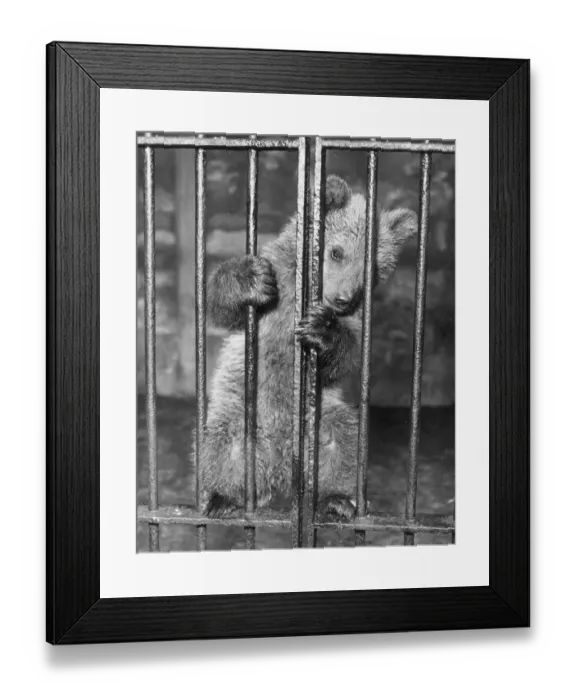Framed Print : Brown Bear Cub Framed Print : Brown Bear Cub
