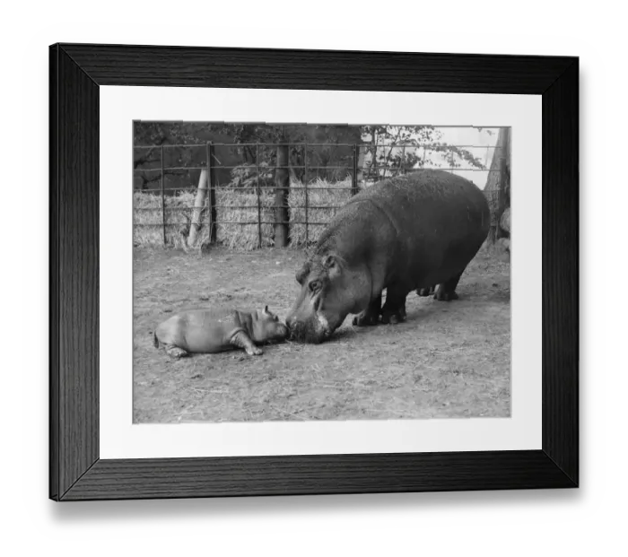 Framed Print : Hippo Mum. 29th August 1956: Belinda the hippo Framed Print : Hippo Mum. 29th August 1956: Belinda the hippo
