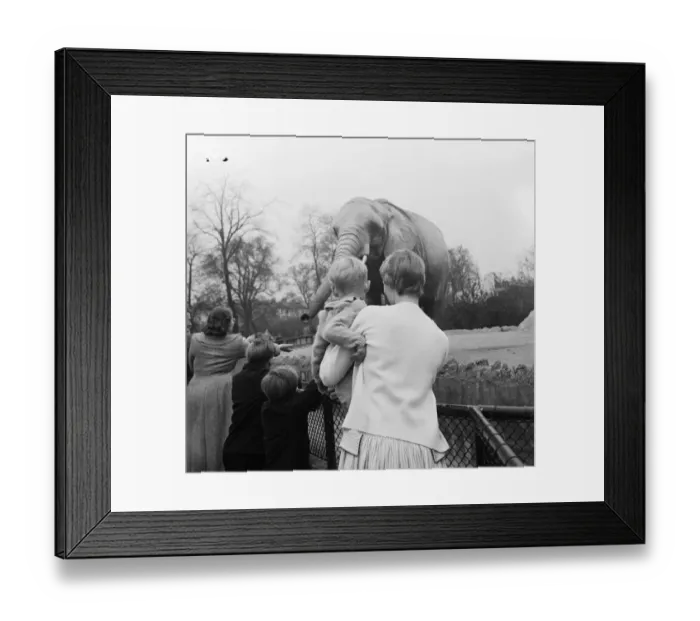 Framed Print : Childrens Zoo Framed Print : Childrens Zoo