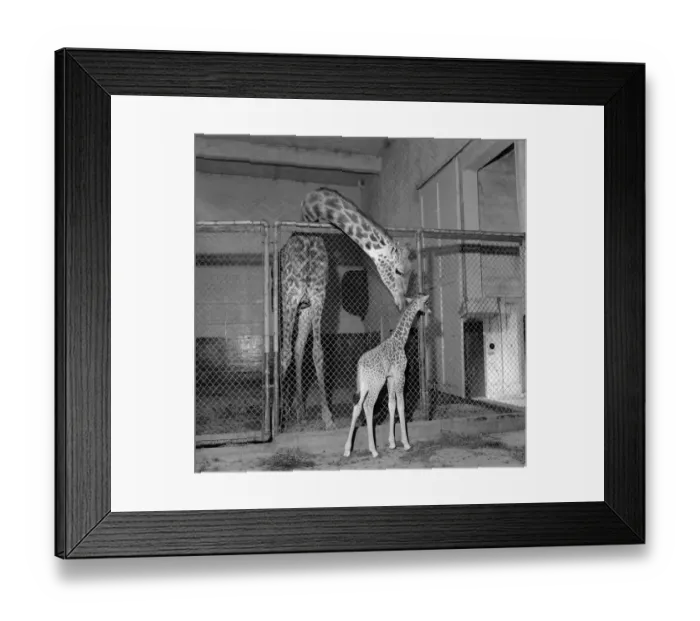 Framed Print : Calf Giraffe