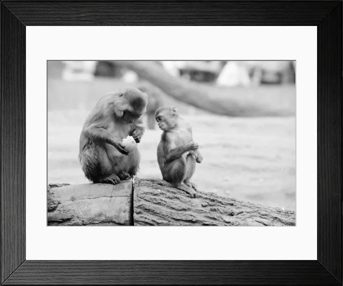 Framed Print : Eating Monkey Framed Print : Eating Monkey