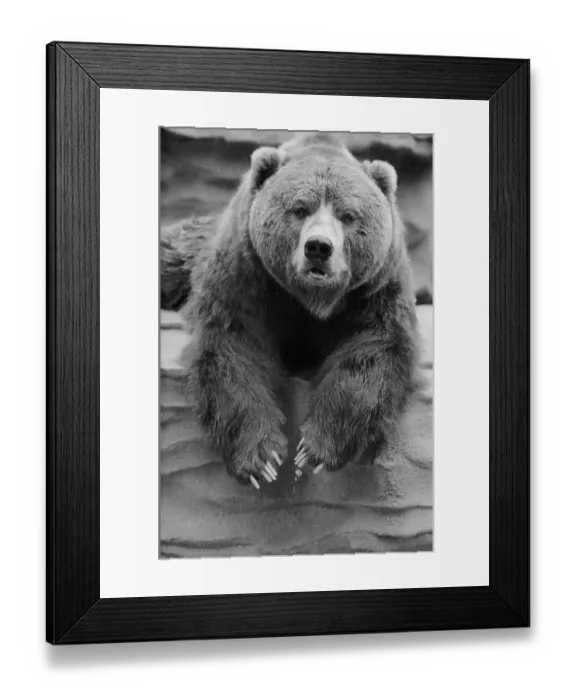 Framed Print : Captive Bear