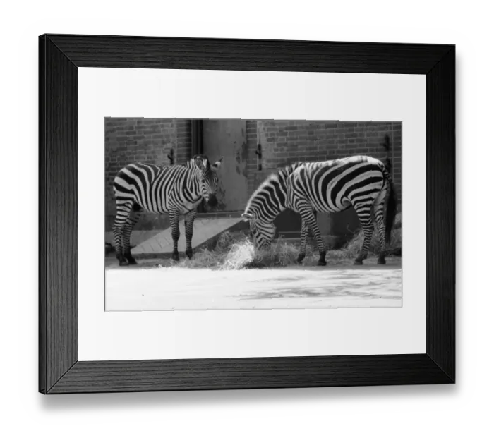 Framed Print : Quadrupeds