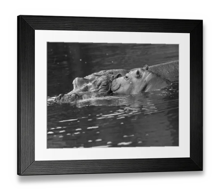 Framed Print : Hippo Swimmers Framed Print : Hippo Swimmers