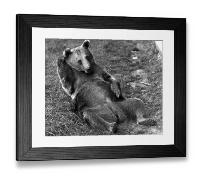 Framed Print : Life Is Bearable