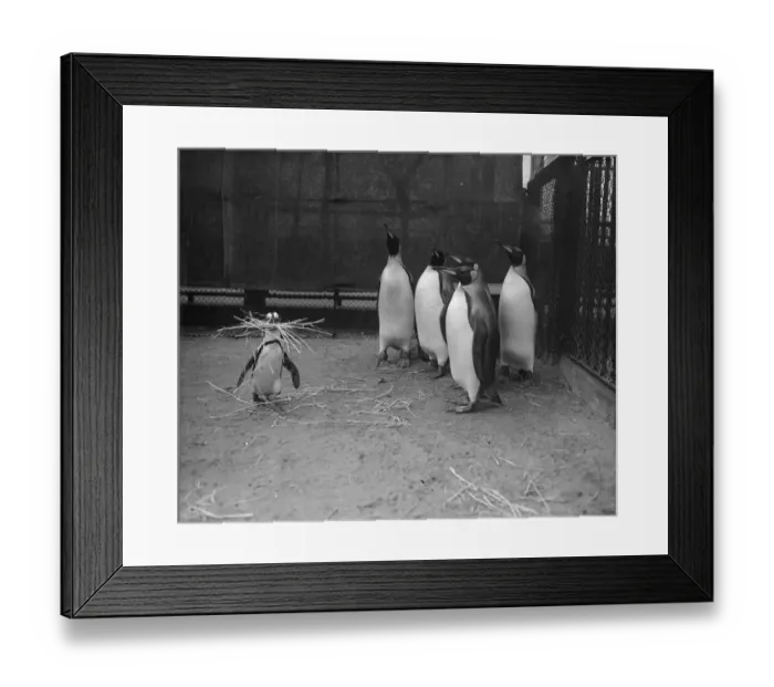 Framed Print : The Little Woman Framed Print : The Little Woman