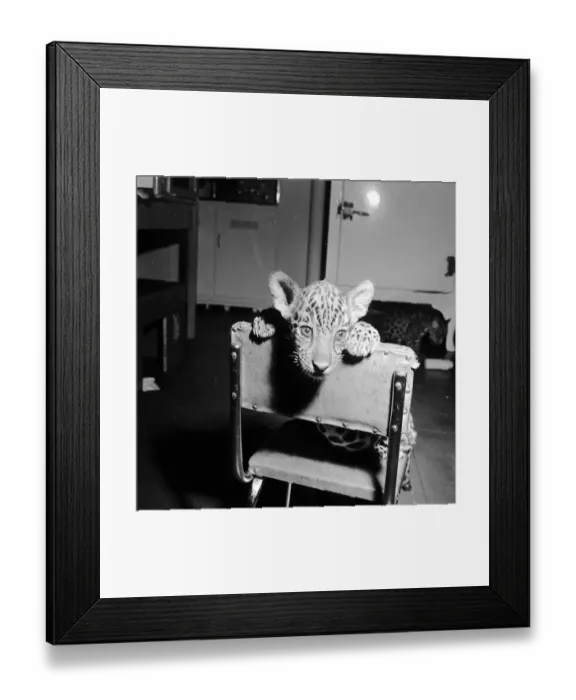 Framed Print : Baby Jaguar