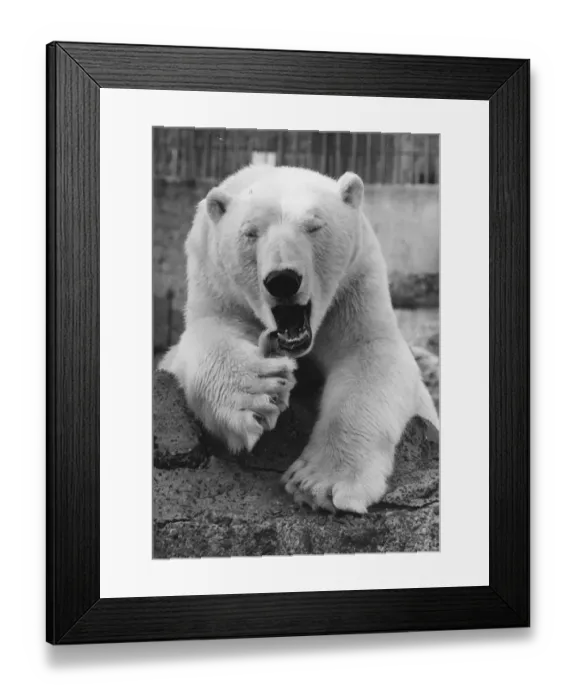 Framed Print : Zoo Bear. circa 1950: A polar bear in a zoo enclosure. (Photo by Fox Photos / Getty Images)