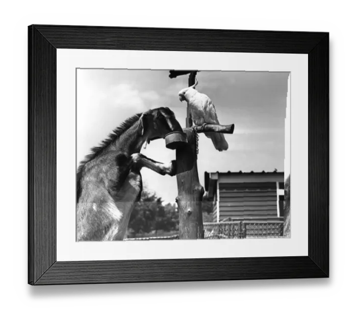 Framed Print : Birds And Beasts Framed Print : Birds And Beasts