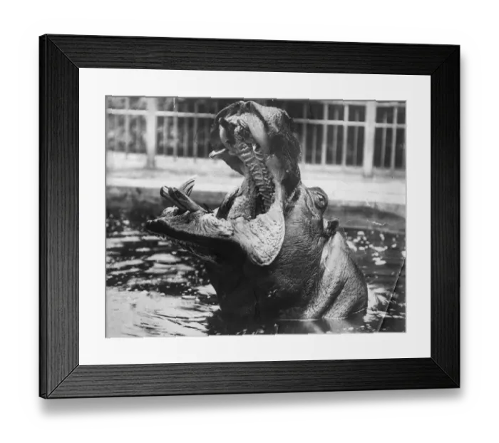Framed Print : Big Mouth. circa 1950: A Hippo giving a big yawn and showing a set of large teeth Framed Print : Big Mouth. circa 1950: A Hippo giving a big yawn and showing a set of large teeth