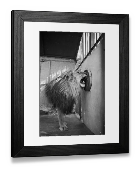 Framed Print : Lions Den. 1939: Habiba, a ten year old lion at Chessington Zoo in Surrey Framed Print : Lions Den. 1939: Habiba, a ten year old lion at Chessington Zoo in Surrey