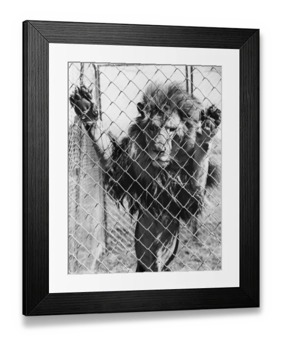 Framed Print : Lions Den. 13th September 1938: The lion at Chessington Zoo, Surrey Framed Print : Lions Den. 13th September 1938: The lion at Chessington Zoo, Surrey
