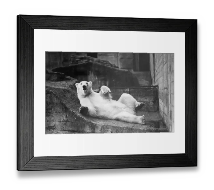 Framed Print : In Captivity Framed Print : In Captivity