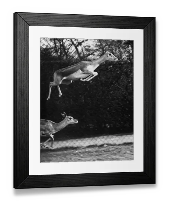 Framed Print : Spring In The Air Framed Print : Spring In The Air