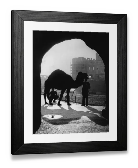 Framed Print : Silhouetted Camel Framed Print : Silhouetted Camel