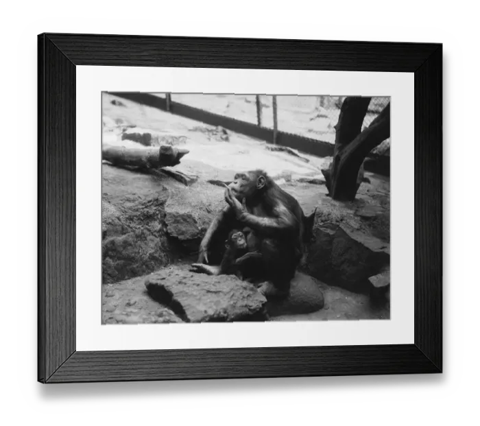 Framed Print : Smoking Chimp Framed Print : Smoking Chimp