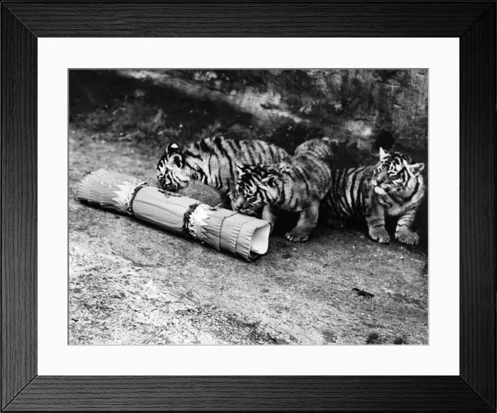 Framed Print : Tiger Cubs Framed Print : Tiger Cubs