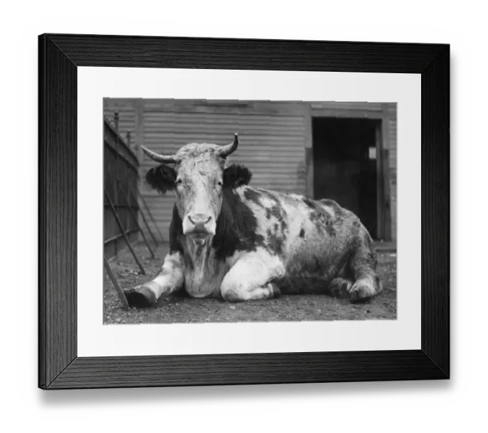Framed Print : Large Ox. circa 1930: A Sieminthal Ox at Central Park zoo weighing 2400 lbs Framed Print : Large Ox. circa 1930: A Sieminthal Ox at Central Park zoo weighing 2400 lbs
