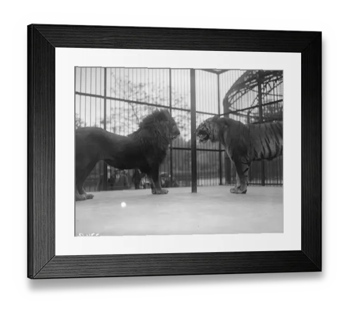 Framed Print : Cat Fight. June 1928: In the same cage a lion and a tiger are outstaring each other Framed Print : Cat Fight. June 1928: In the same cage a lion and a tiger are outstaring each other
