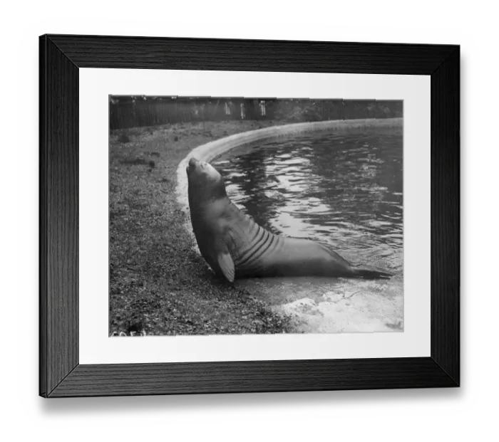 Framed Print : Sardines For Tea ? Framed Print : Sardines For Tea ?