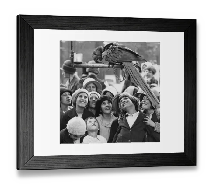 Framed Print : Show Off Parrott Framed Print : Show Off Parrott