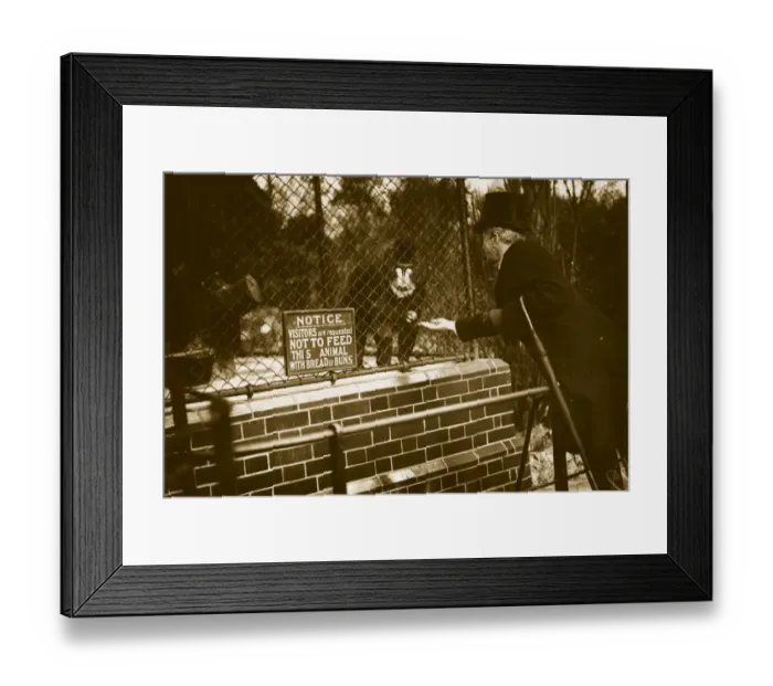 Framed Print : The Mandrills Cage Framed Print : The Mandrills Cage