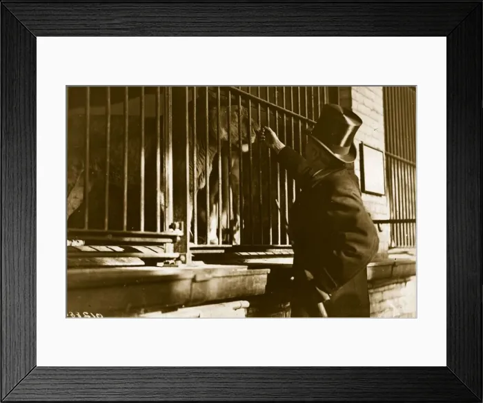 Framed Print : The Lions Cage Framed Print : The Lions Cage