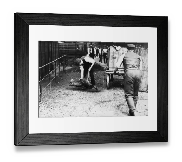 Framed Print : Zoo Kangaroo Framed Print : Zoo Kangaroo