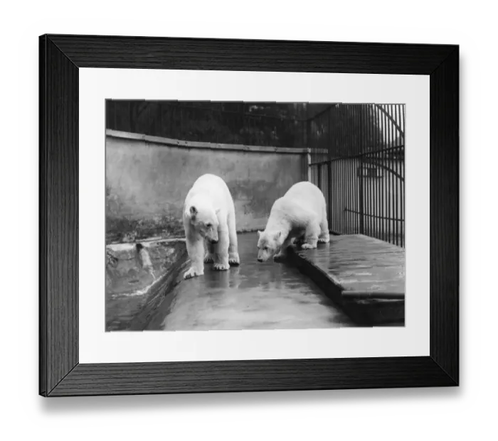 Framed Print : Polar Bears Framed Print : Polar Bears