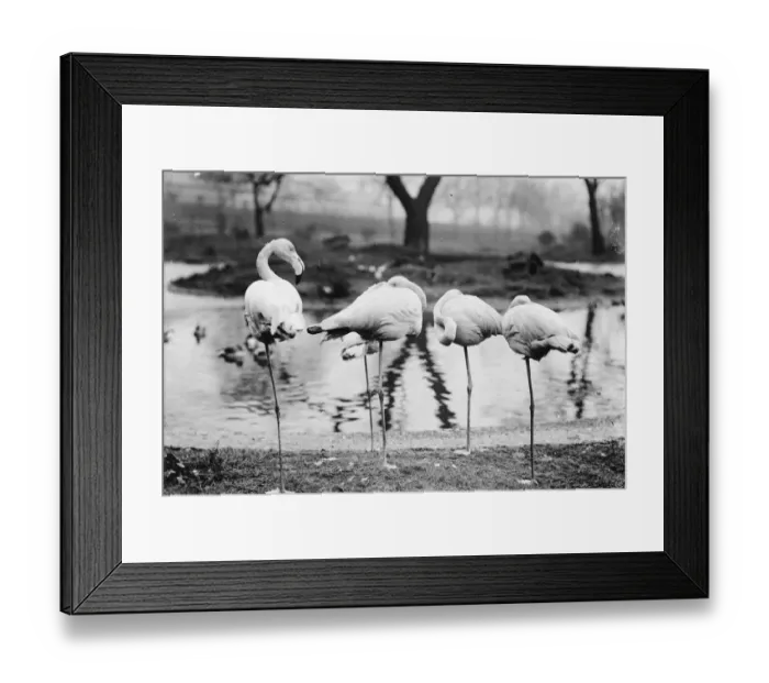 Framed Print : Sleeping Flamingoes