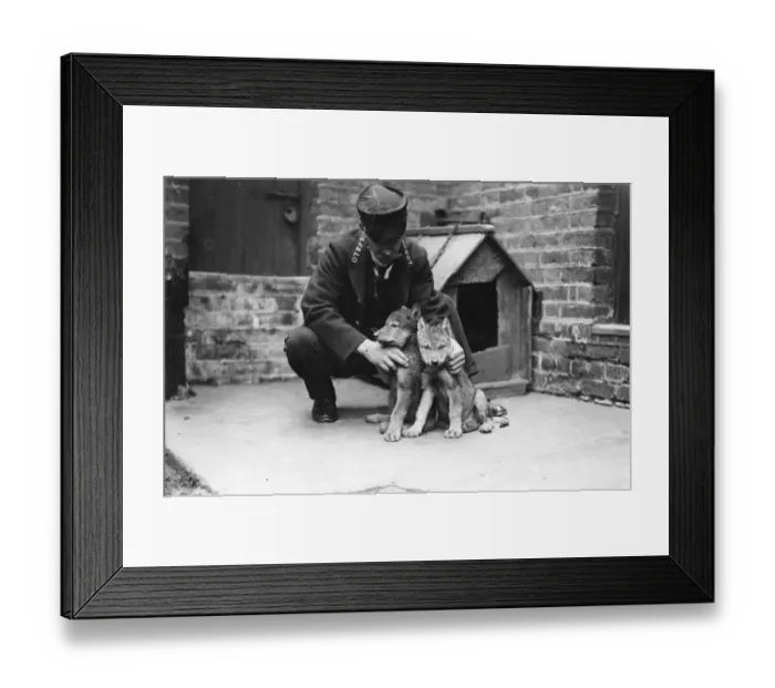 Framed Print : Wolf Cubs. February 1907: A zookeeper with a couple of wolf cubs which Framed Print : Wolf Cubs. February 1907: A zookeeper with a couple of wolf cubs which