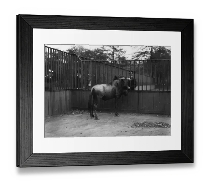 Framed Print : Zoo Gnu. February 1907: A gnu in a zoo enclosure Framed Print : Zoo Gnu. February 1907: A gnu in a zoo enclosure