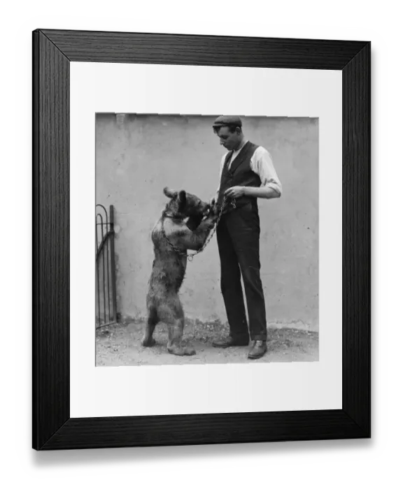 Framed Print : Syrian Bear