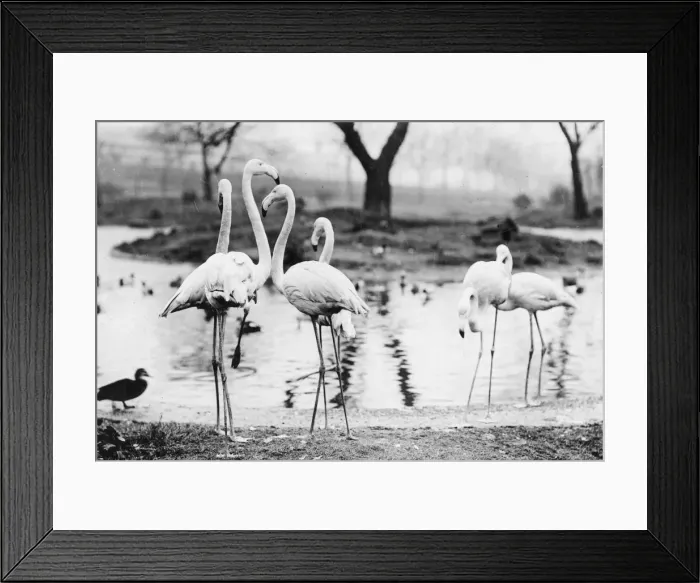Framed Print : Flamingoes