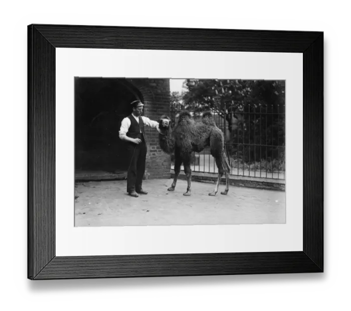 Framed Print : A Young Camel