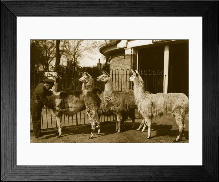 Framed Print : Brushing Llamas Framed Print : Brushing Llamas