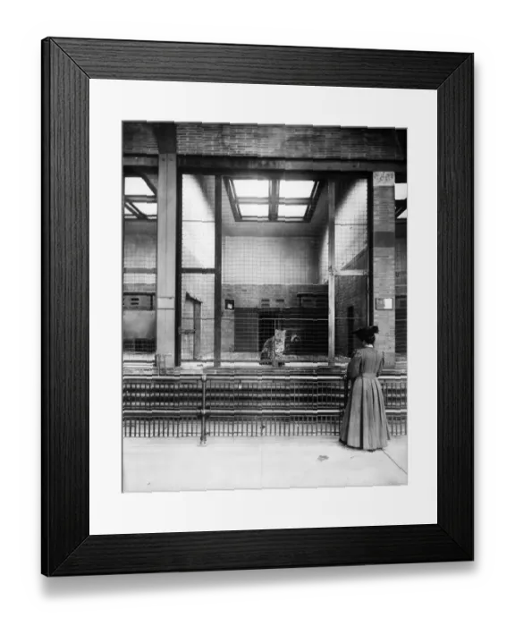 Framed Print : Leopard. circa 1900: A woman watching a caged leopard at the zoo Framed Print : Leopard. circa 1900: A woman watching a caged leopard at the zoo