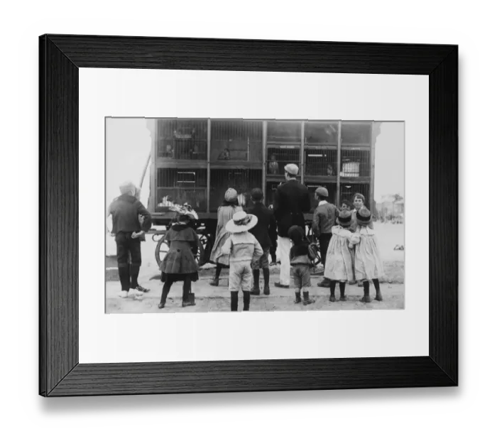Framed Print : Seaside Zoo Framed Print : Seaside Zoo