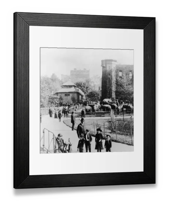 Framed Print : Children In Central Park Zoo Framed Print : Children In Central Park Zoo