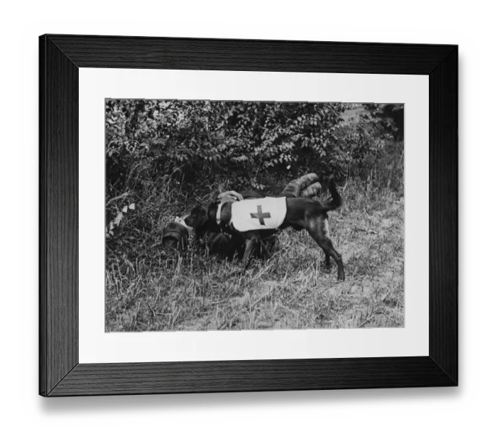 Framed Print : Ambulance Dog Framed Print : Ambulance Dog