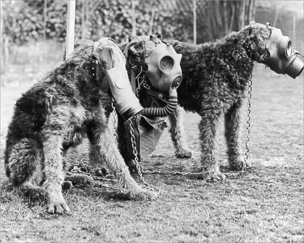 Gas Masks For Dogs