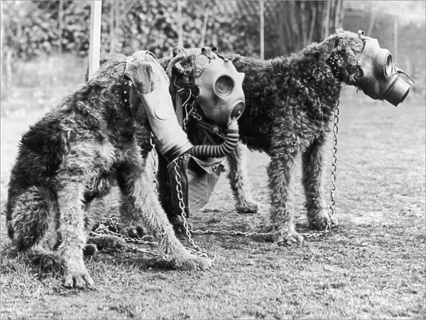 Gas Masks For Dogs