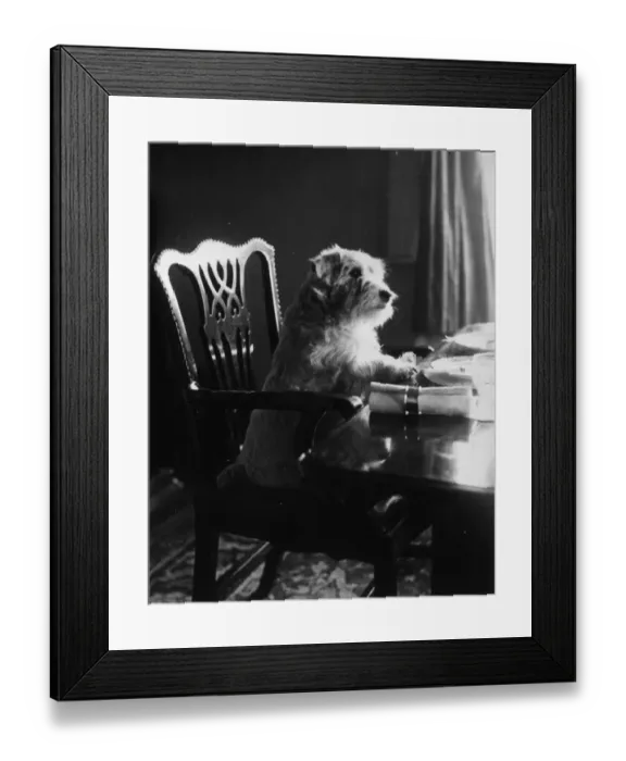 Framed Print : Whats For Dinner ? Framed Print : Whats For Dinner ?