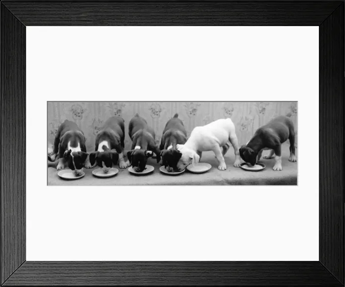 Framed Print : Greedy Pup Framed Print : Greedy Pup